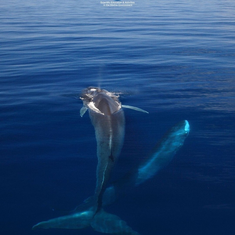 Swim for Dolphins Sardinien