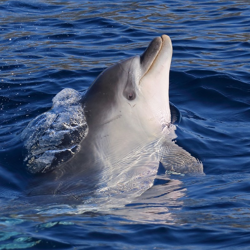 8 September 2021 – Swim for Dolphins Sardinien